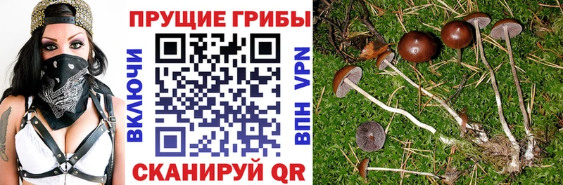 Галлюциногенные грибы Psilocybine cubensis  мега как зайти  Симферополь 